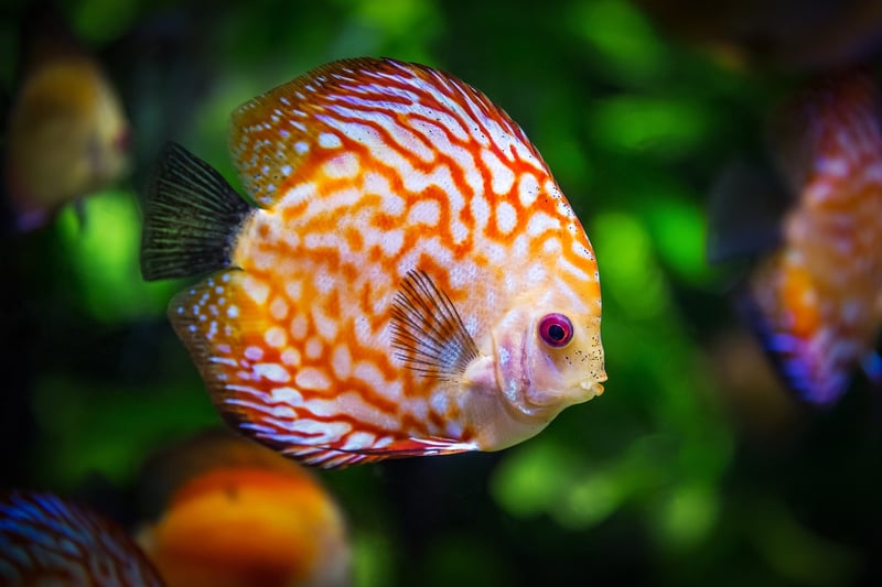 Underwater Wonderland